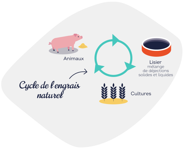 Cycle de l'engrais naturel